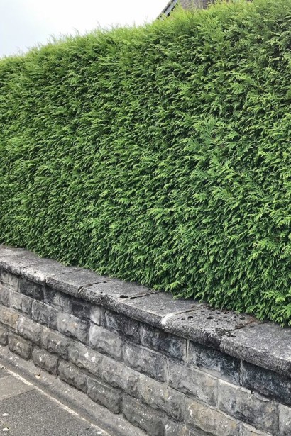 Туя складчаста Гельдерланд | Туя складчатая Гельдерланд | Thuja plicata Gelderland